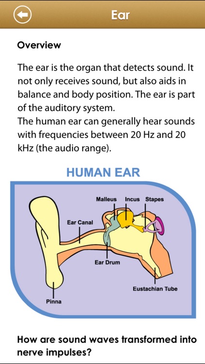 Know Your Body Lite Edition