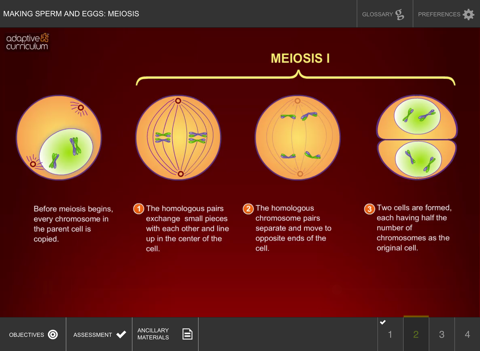 Making Sperm and Eggs: Meiosis screenshot 3