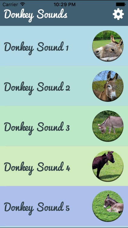 Donkey Sounds - Funny Sounds