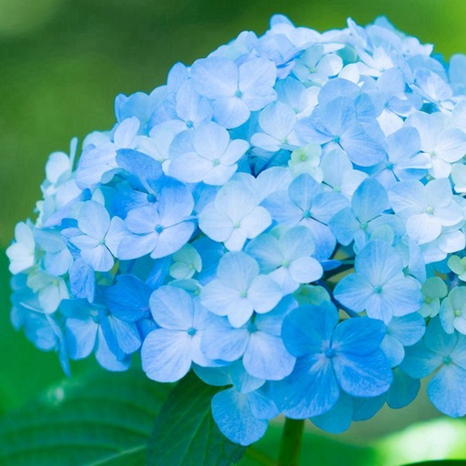 Hydrangea Wallpapers HD- Quotes and Art Pictures by CloudyBrain.com