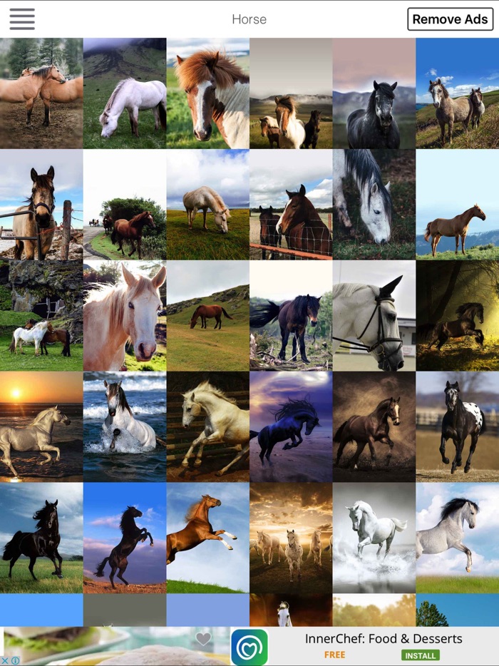 Horse - HD Wallpapers / Backgrounds