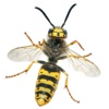 Directory of wasps