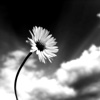 Black and White Flowers HD-Quotes and Art Pictures