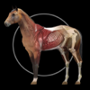 Horse Anatomy: Equine 3D - Real Bodywork