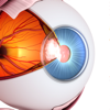 THOMSON Inc. - THE眼球トレーニング〜見るだけ動体視力アップ〜 アートワーク