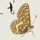 British & Irish Butterflies