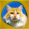 Animals 360 - Cats Gold