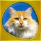 Icon Animals 360 - Cats Gold