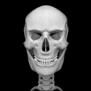 Bones 3D (Anatomy)