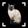 Cat Identifier: Kitty Breed ID