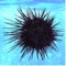 A Flick of the net is turned down and the sea urchin which moves about is caught