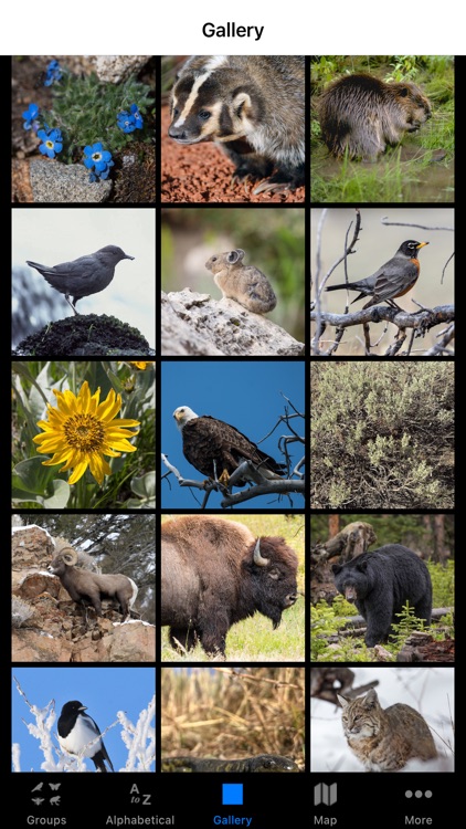 Yellowstone NP Field Guide