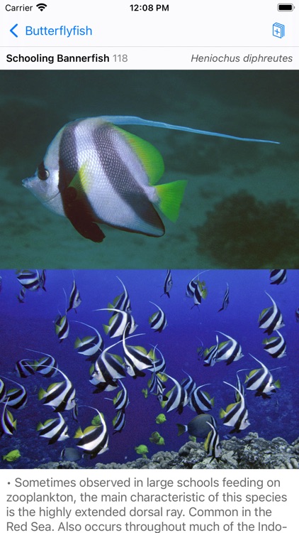 Red Sea Fish ID screenshot-2