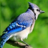 Bird Call: Bird Sounds Effects - iPhoneアプリ