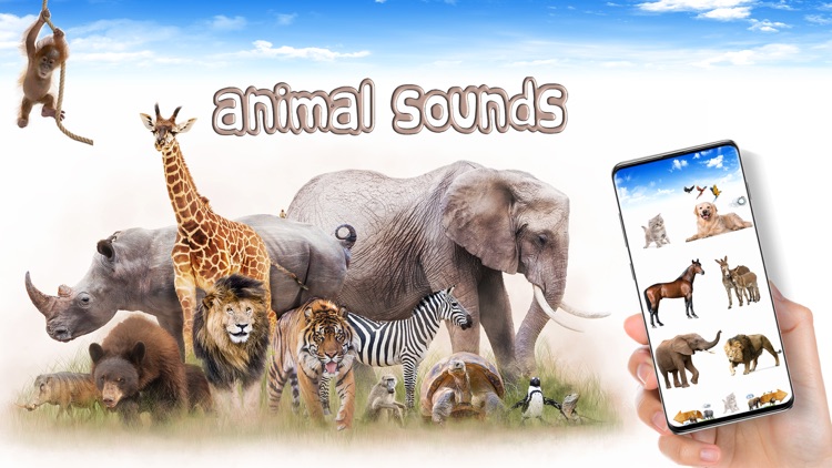 Amazing Animal Sounds