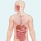 Find out and improve your information answering questions and learn new knowledge about human digestive anatomy by our app