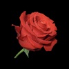 Rose.app