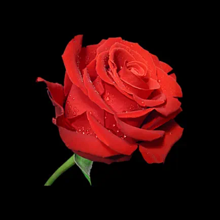 Rose.app Читы