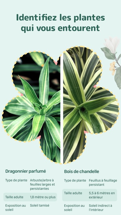 Blossom - soin des plantes Blossom - soin des plantes