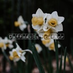 Daffodils Weather
