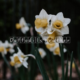 Daffodils Weather