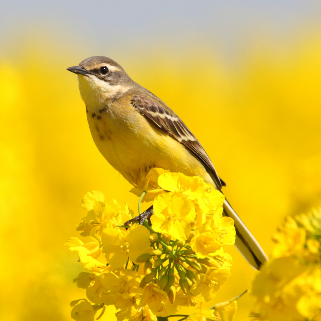 Get Экогид - Птицы for iOS, iPhone, iPad Aso Report