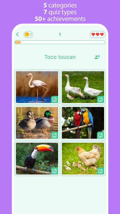 Animals: 4 Pics & Word Quiz