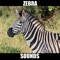 Zebra Sounds and Effects provides you zebra sounds and zebra sound effects at your fingertips