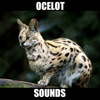 Ocelot Sounds