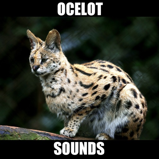 Ocelot Sounds icon