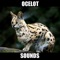 Ocelot Sounds and Effects provides you ocelot sounds, ocelot sounds, ocelot, ocelots sounds, ocelot sound effects at your fingertips