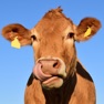 Get Cow Sounds and Cattle Sounds for iOS, iPhone, iPad Aso Report