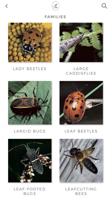 Fieldstone Guide: Insects