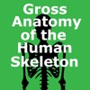 Human Skeleton: Gross Anatomy
