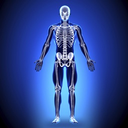 Anatomy - Skeletal System