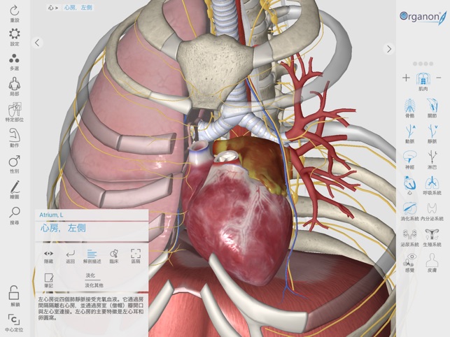 3D Organon Anatomy Enterprise