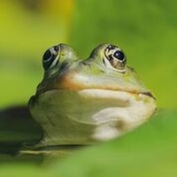 Frog Sounds Effects sur PC