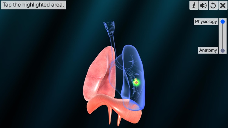 Respiratory system physiology screenshot-4