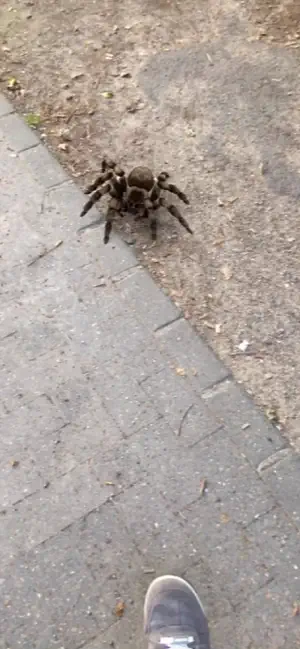 Captura 3 AR Spiders iphone