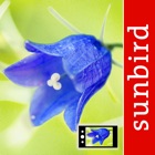 Top 19 Reference Apps Like Blumen Id Automatik heimische Wildblumen bestimmen - Best Alternatives