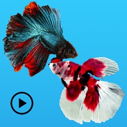 Animated Fighting Fish Sticker