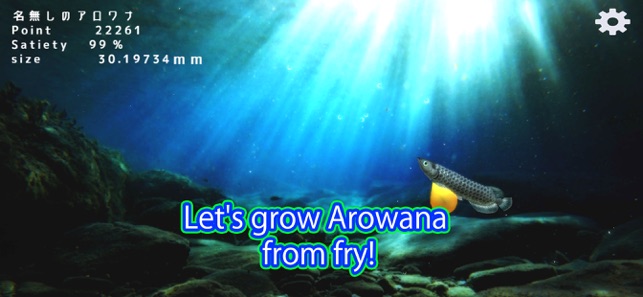 Arowana raising from fry