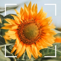 What Flower - Identify Flower