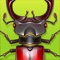 Icon Forest Bugs - full version