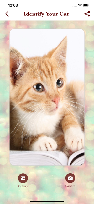 CatPup:Learn about Cat Breeds(圖3)-速報App