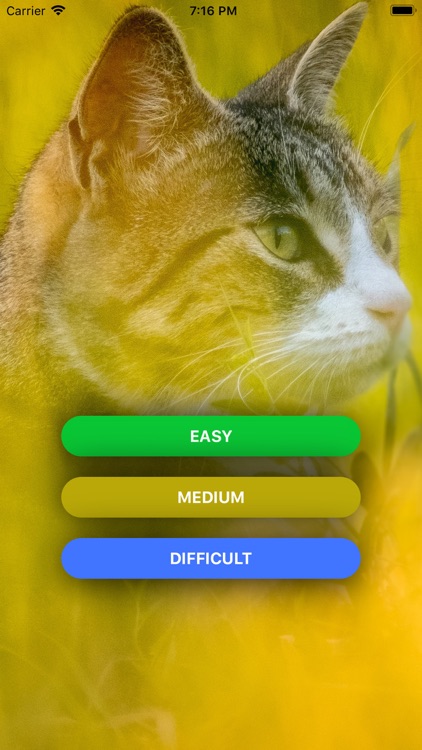 Love Cats App