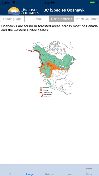 BC iSpecies Goshawk