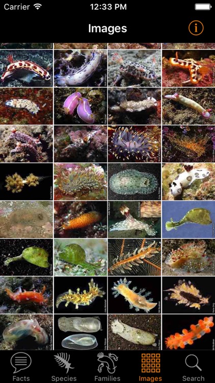 Nudibranch ID Western Pacific screenshot-4