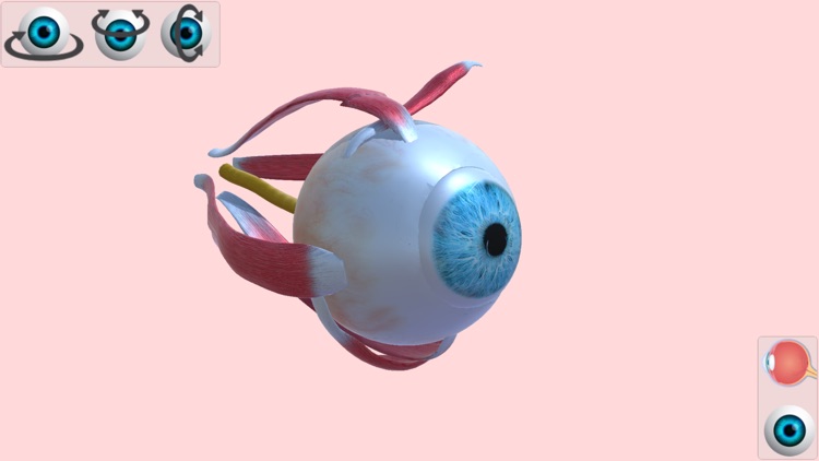 Eye Anatomy Atlas screenshot-0