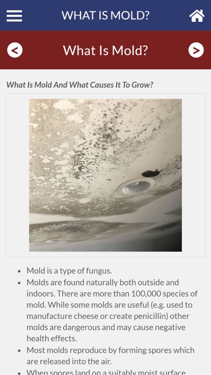 Mold 101